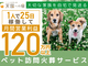 天国への扉/カーチェンジA1株式会社