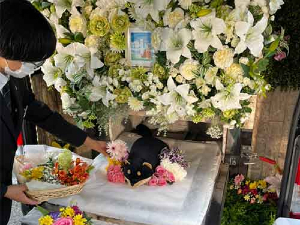 この国は人間だけでなく、ペットも高齢化を迎えています。