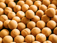 おやつや朝食にもなるベビーカステラ。日持ちするため、日常食としてのニーズもあり。