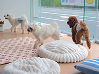 獣医師やSVが経営を徹底サポート。未経験でも、命を預かる責任を共に支えます